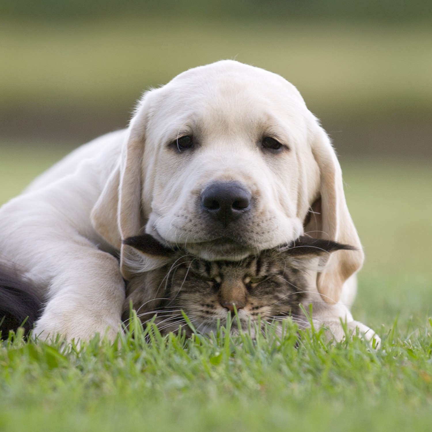 Canine & Feline Care - Dog & Cat in Grass