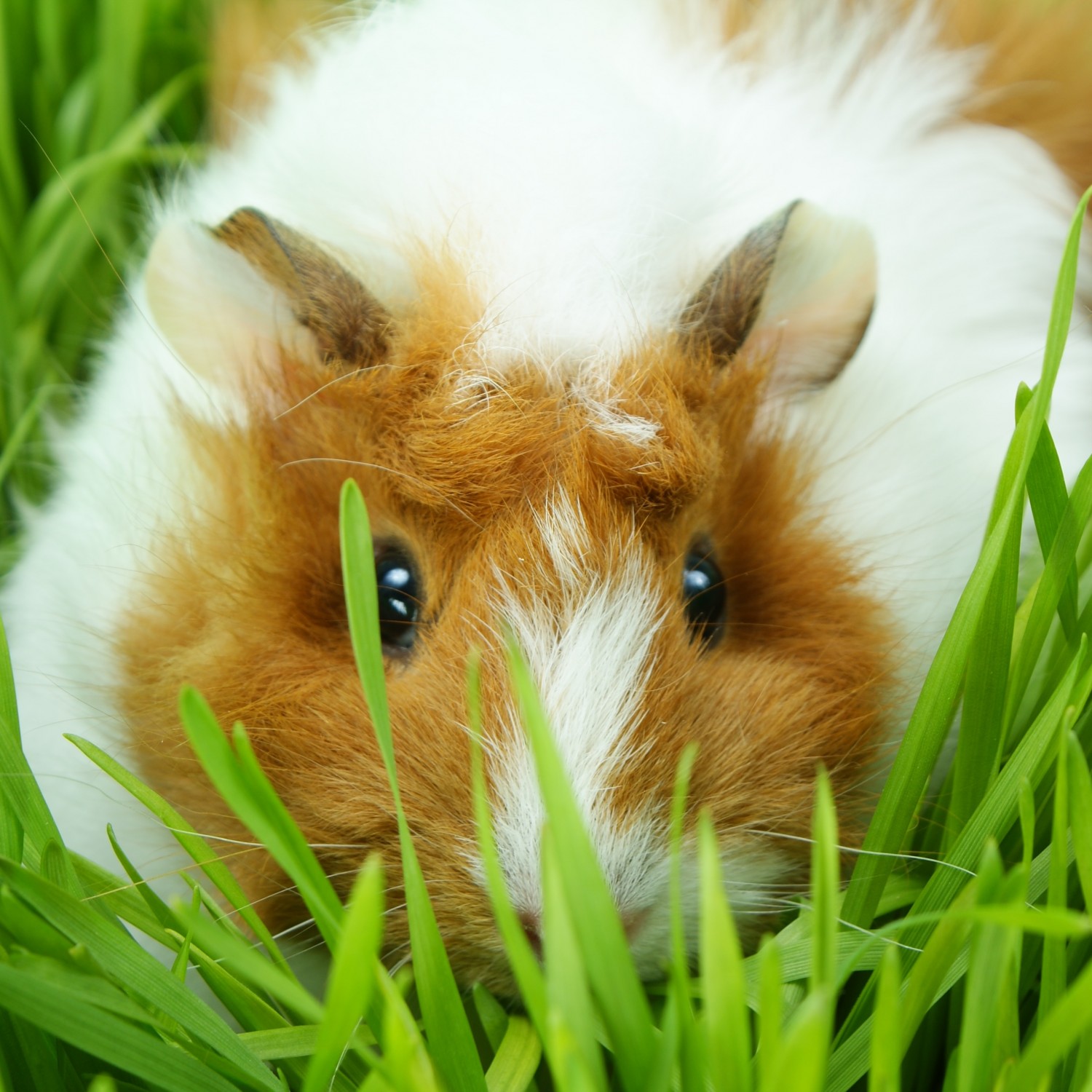 Avian & Exotic Care - guinea pig in grass