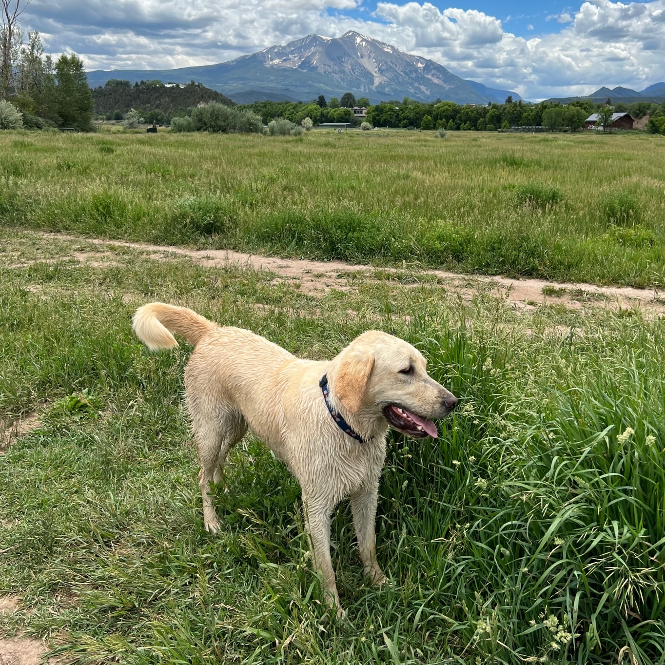 Dog in Field Near Mountain