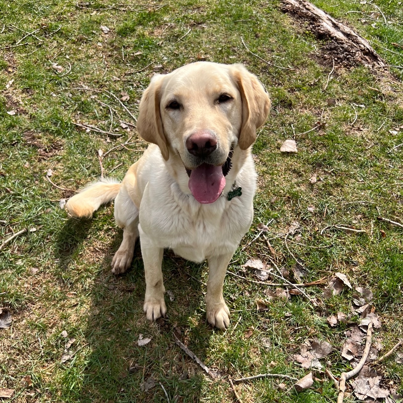 Dog Sitting in Grass