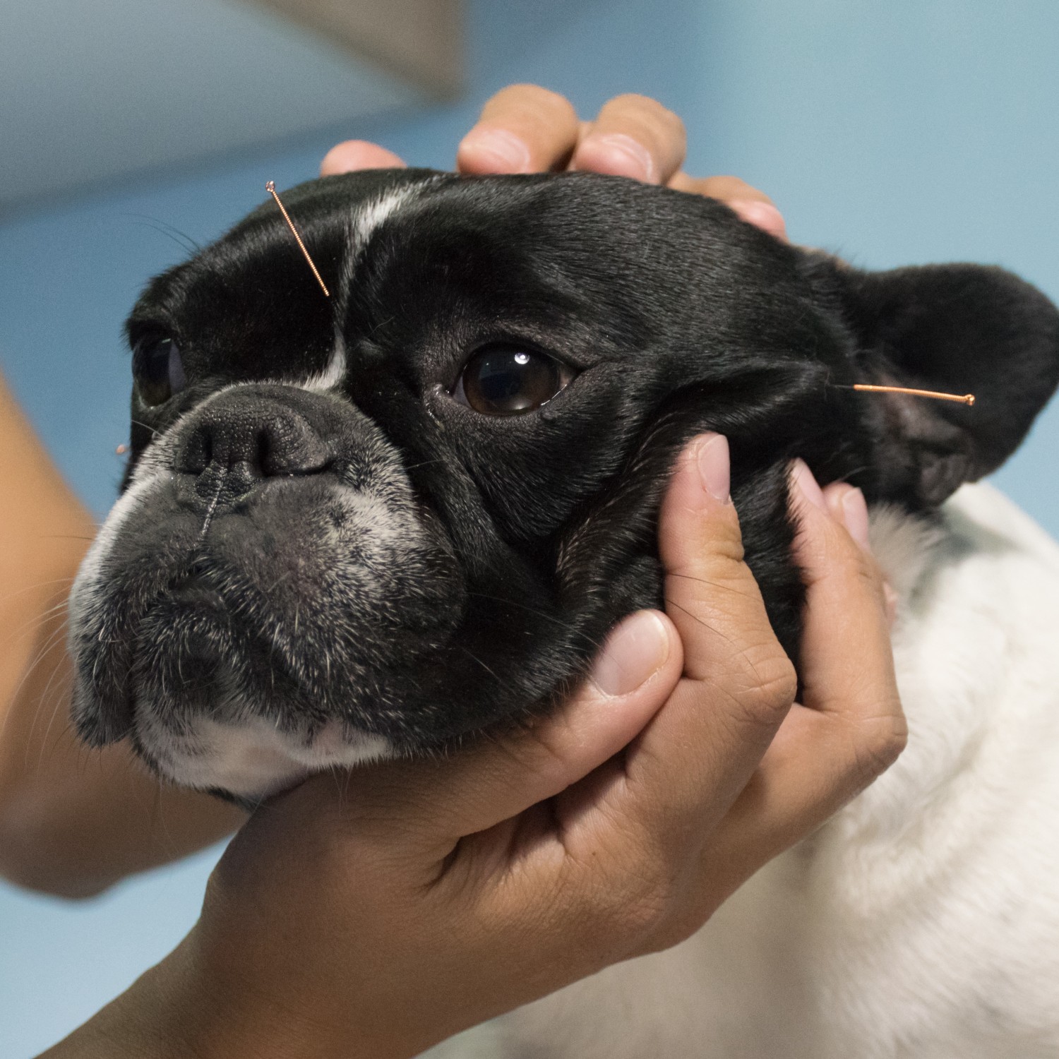 Dog Receiving Acupuncture