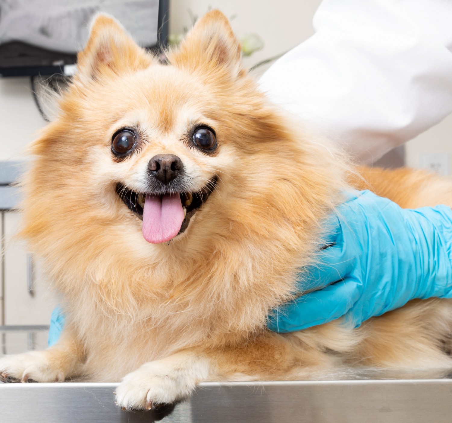 Laser Therapy - Dog on Treatment Table