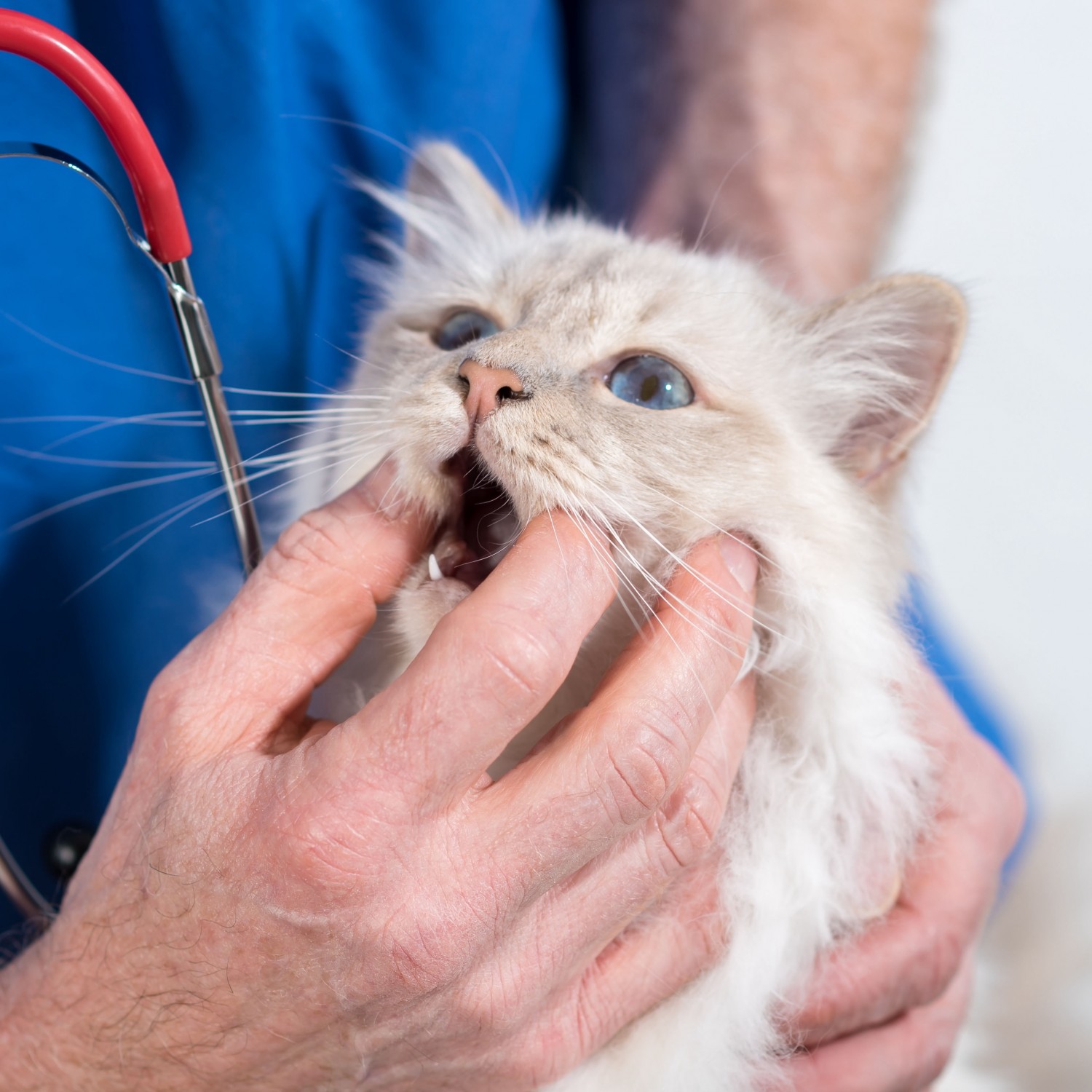 Canine & Feline Care - Cat Dental Exam