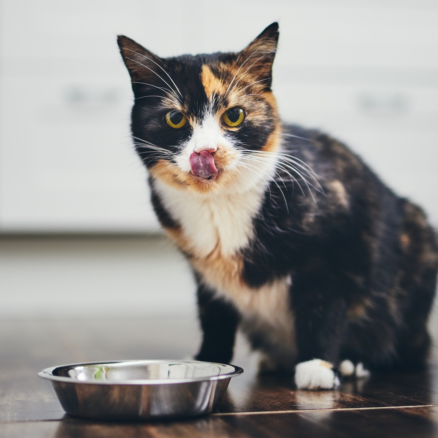 Food Therapy - Cat w/ Food Bowl