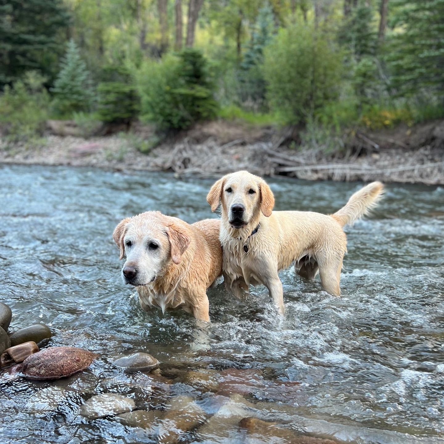 Two Dogs in a Stream