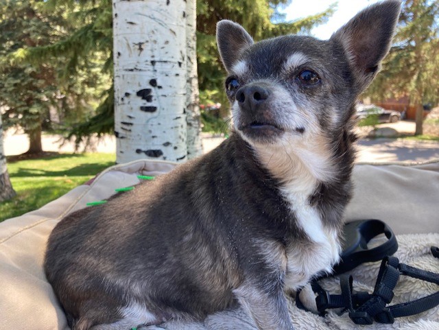 Acupuncture - Chihuahua outside receiving treatment