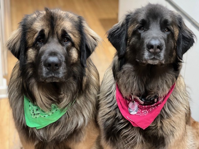 Two Dogs Sitting