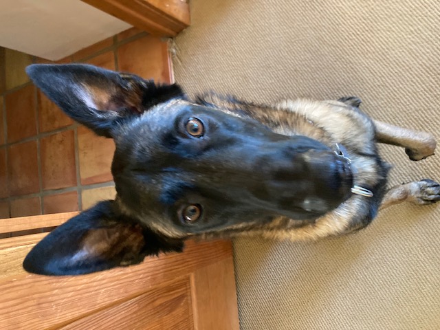 Dog Sitting on Floor