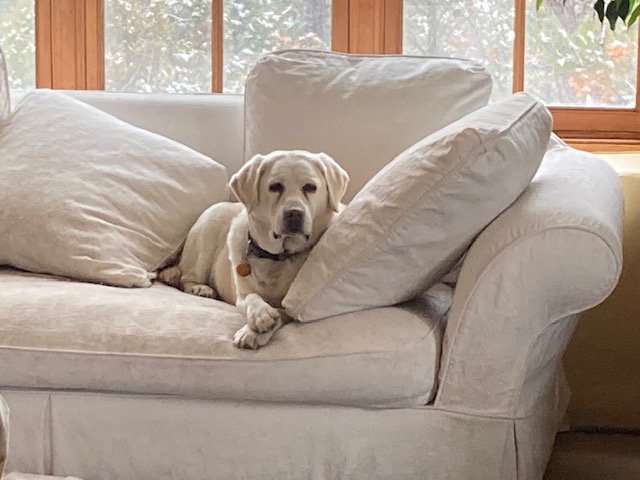 Dog Sitting on Couch