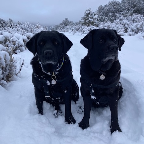 Two Dogs in Snow